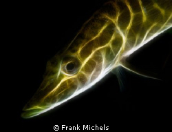 STARFISH

Esox Touched up in Photoshop . by Frank Michels 